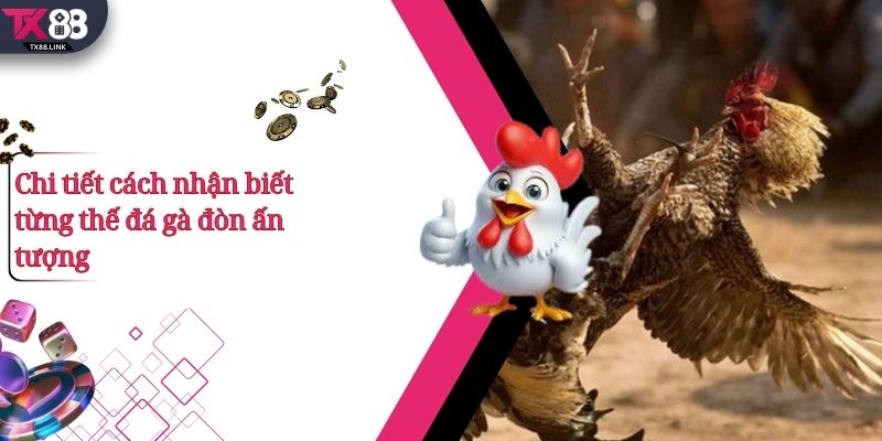 Top 5+ Thế Đá Gà Đòn Hay Và Cách Nhận Biết Cực Chuẩn 2 Chi tiết cách nhận biết từng thế đá gà đòn ấn tượng