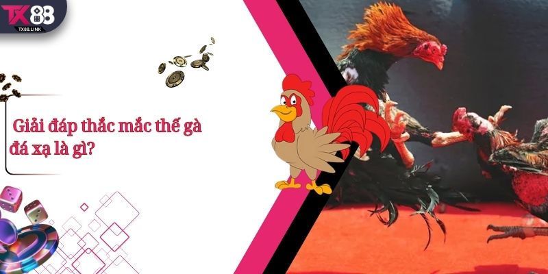Thế Gà Đá Xạ Là Gì? Vì Sao Được Các Chiến Kê Đánh Giá Cao? 1 Giải đáp thắc mắc thế gà đá xạ là gì?
