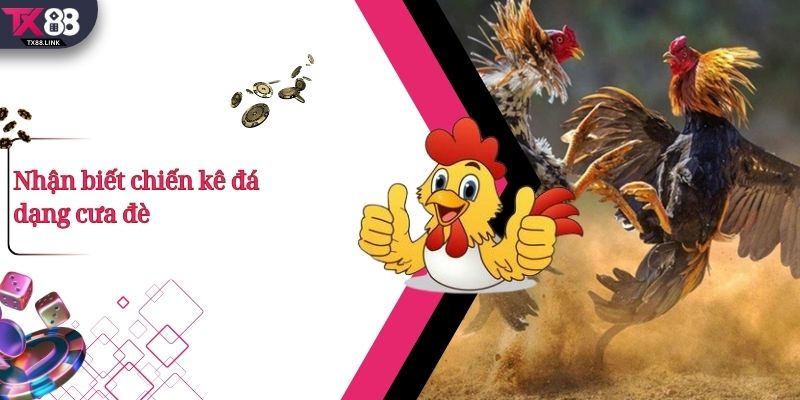 Top 5+ Thế Đá Gà Đòn Hay Và Cách Nhận Biết Cực Chuẩn 3 Nhận biết chiến kê đá dạng cưa đè